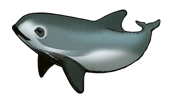 Vaquita, dessiné par Guillaume Mazurage